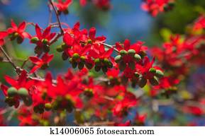 Ochna serrulata Ochna serrulata