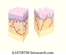 Old and young skin Old and young skin