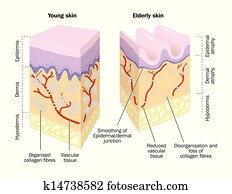 Old and Young Skin Old and Young Skin