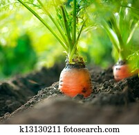 Organic Carrots. Carrot Growing Closeup Organic Carrots. Carrot Growing Closeup
