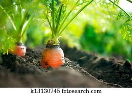 Organic Carrots. Carrot Growing Closeup Organic Carrots. Carrot Growing Closeup