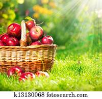 orgânica, maçãs, em, a, Basket., Orchard., jardim