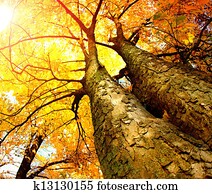 outono, árvores., outono