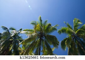 Palm tree Palm tree