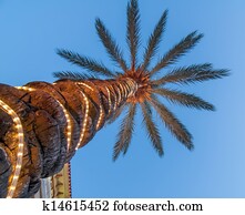 palm tree with lights