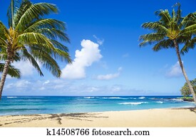Palm trees on the sandy beach in Hawaii Palm trees on the sandy beach in Hawaii
