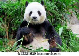 panda eating bamboo panda eating bamboo