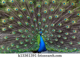 peacock peacock