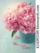 Peony flowers Peony flowers