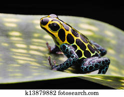 pet poison arrow frog