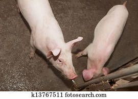Pig farm Pig farm