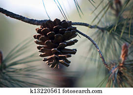 Pine Cone .