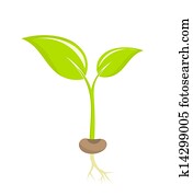 Plant seedling Plant seedling