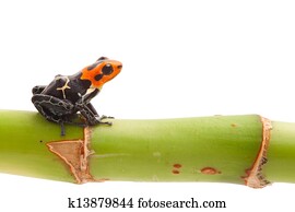 poison arrow frog isolated