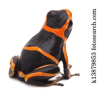 Poison arrow frog