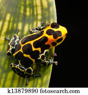poison arrow frog