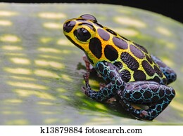 poison dart frog