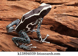 poison dart frog