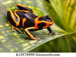 poison dart frog