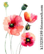 Poppy flowers Poppy flowers