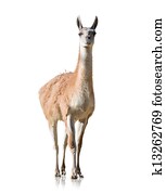 Portrait Of Llama Portrait Of Llama