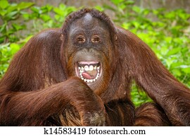 portré, közül, orangutan, nevető