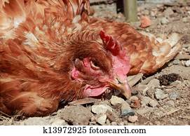 Poultry disease