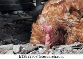 Poultry disease