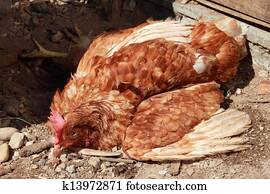 Poultry disease