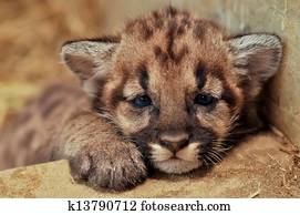 Pumas Junge Beute Pumas Junge Beute