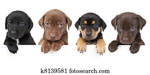 quatro, filhotes cachorro, acima, bandeira