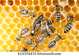 Queen bee in bee hive laying eggs