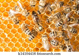 Queen bee in bee hive laying eggs