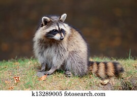 Raccoon Raccoon