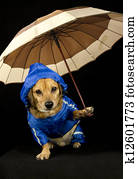 rain dog rain dog