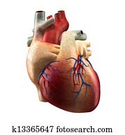 Real Heart - Human Anatomy model Real Heart - Human Anatomy model