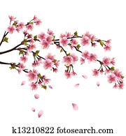Realistic sakura blossom - Japanese cherry tree with flying petals isolated on white background Realistic sakura blossom - Japanese cherry tree with flying petals isolated on white background