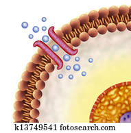 Receptor cell