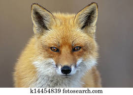 Red Fox Red Fox