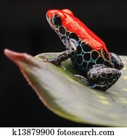 red poison frog