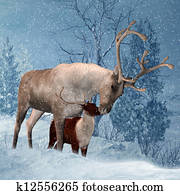 Reindeer and Fawn Reindeer and Fawn