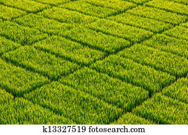 Rice field Rice field