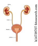 rins, e, bexiga