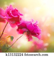 Rose Rose