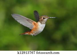 Rufous, hummingbird, (Selasphorus, rufus)
