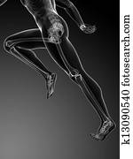 Runner anatomy Runner anatomy