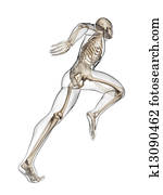 Runner anatomy Runner anatomy