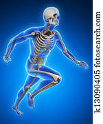Runner anatomy Runner anatomy