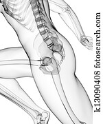 Runner anatomy Runner anatomy