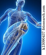 Runner anatomy Runner anatomy